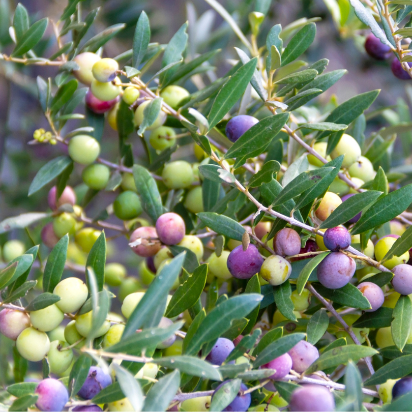 Picual Olive Tree Grow Organic