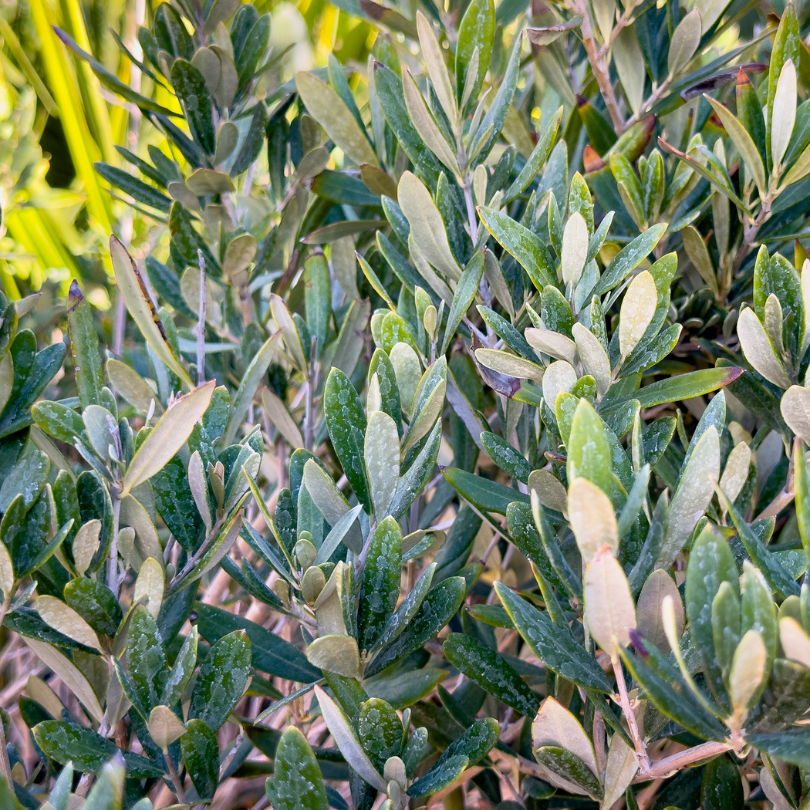 Wilsoni Olive Tree Grow Organic