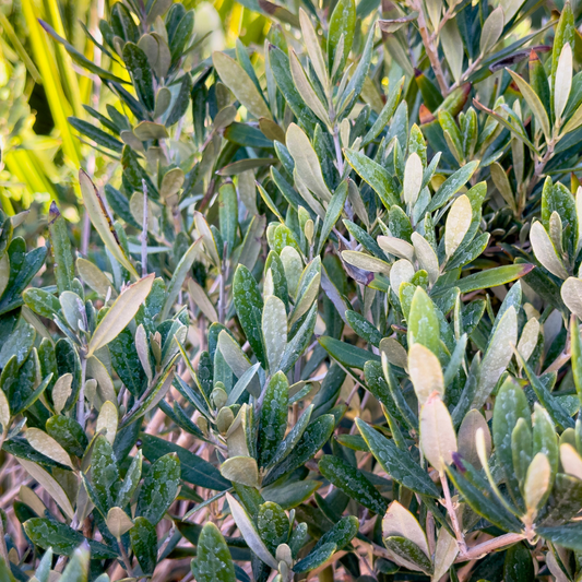 Wilsoni Olive Tree Grow Organic
