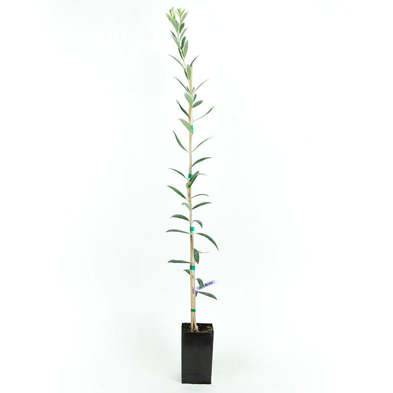 Arbequina Olive Tree Grow Organic
