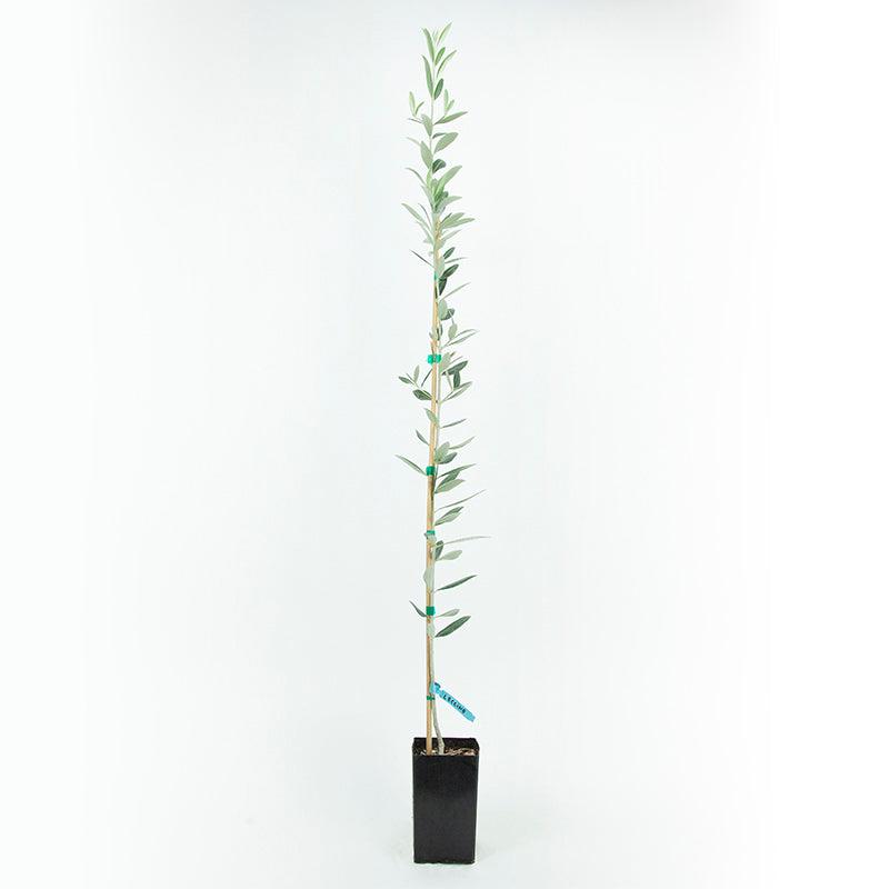 Leccino Olive Tree Grow Organic
