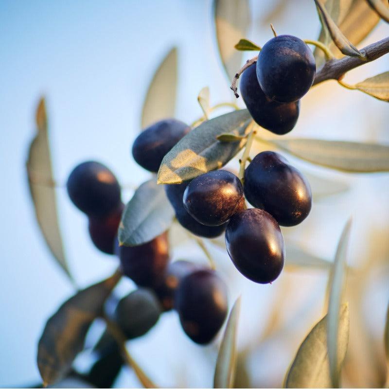 Leccino Olive Tree Grow Organic