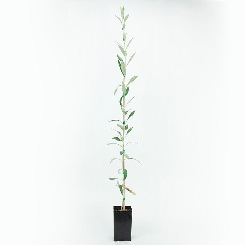 Mission Olive Tree Grow Organic