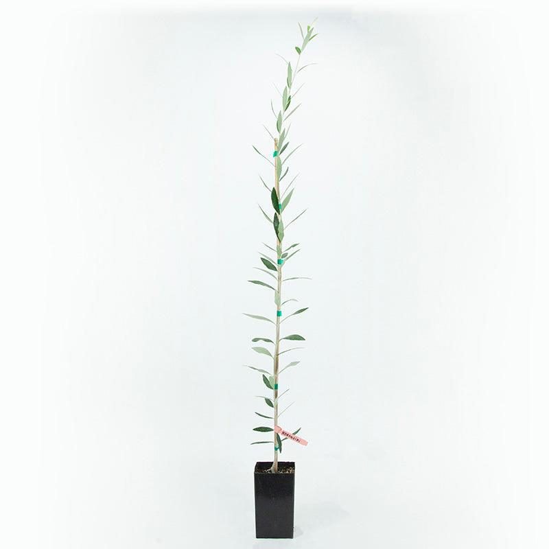 Koroneiki Olive Tree Grow Organic