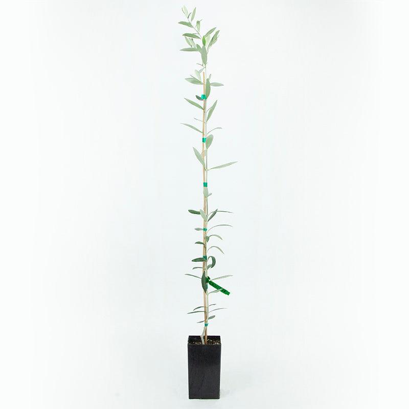 Cailletier "Nicoise" Olive Tree Grow Organic