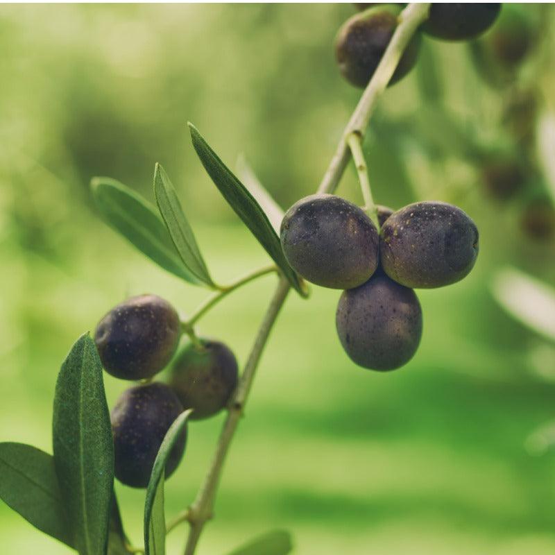 Cailletier "Nicoise" Olive Tree Grow Organic