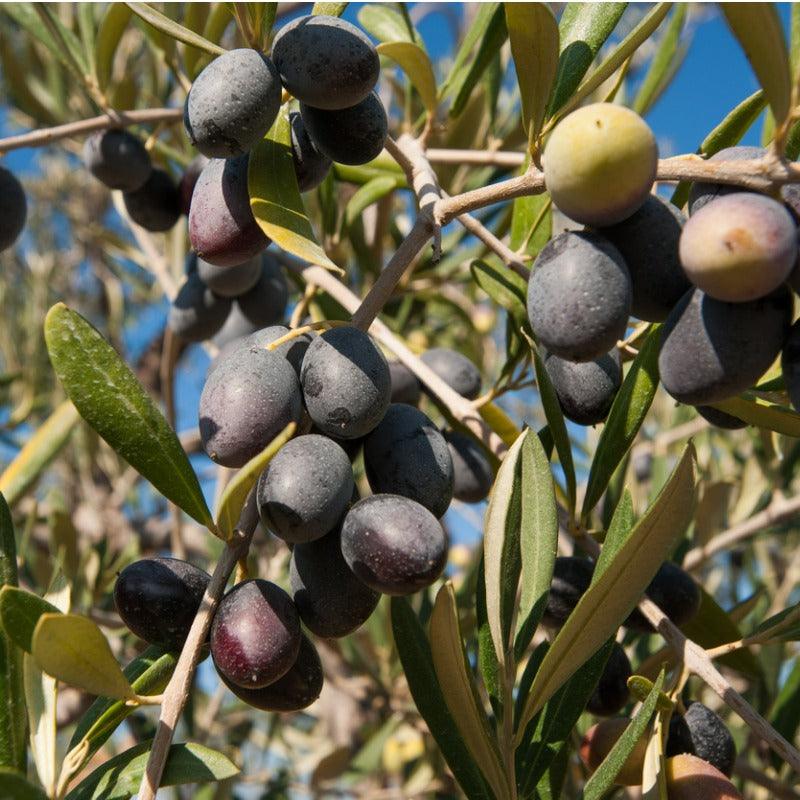 Chemlali Olive Tree Grow Organic