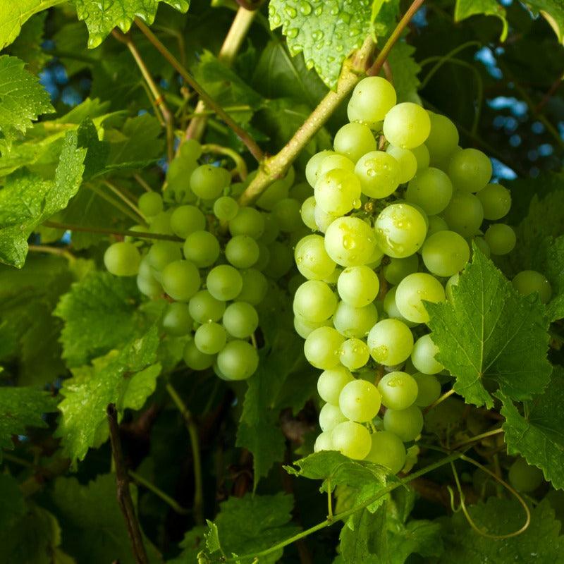 Princess Seedless Table Grape Vine Grow Organic