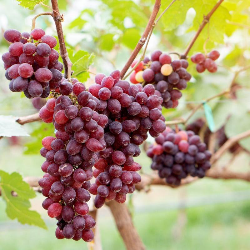 Crimson Seedless Table Grape Vine Grow Organic