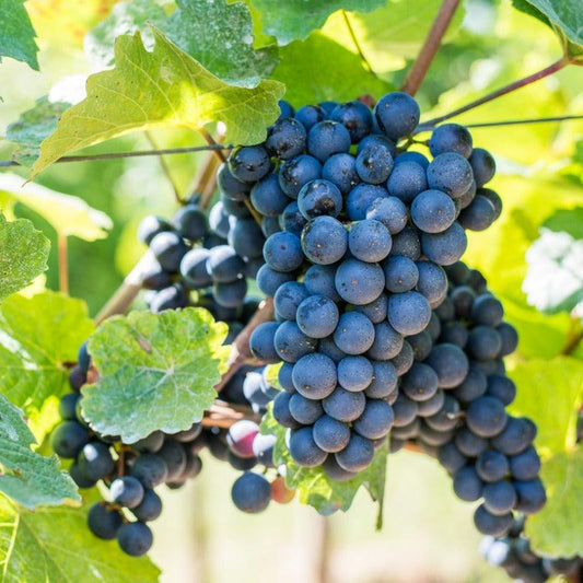 Grape Autumn Royal Seedless Grape Vine Grow Organic