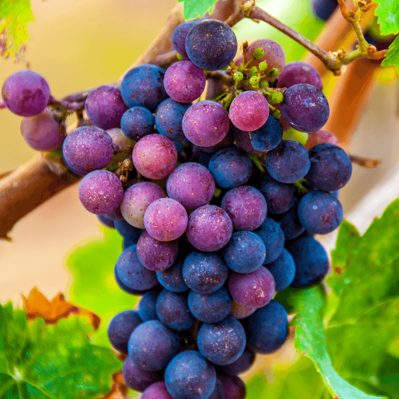 Shiraz (Syrah) Wine Grape Vine Grow Organic