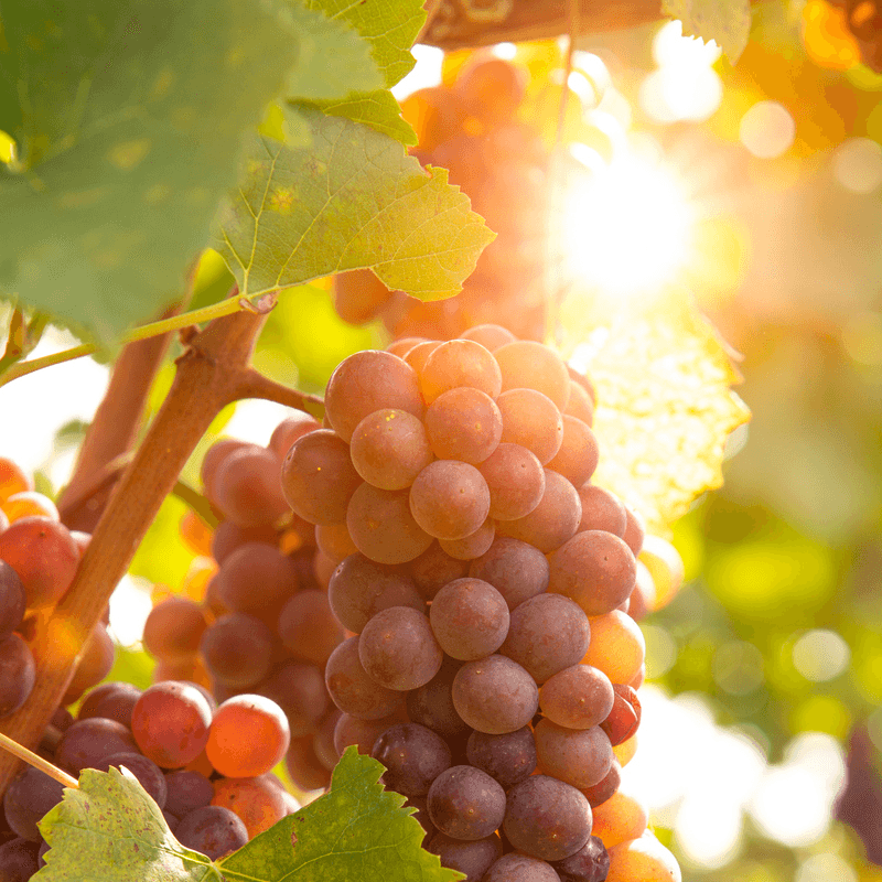 Table Grape Vine - Reliance (Seedless) Grow Organic