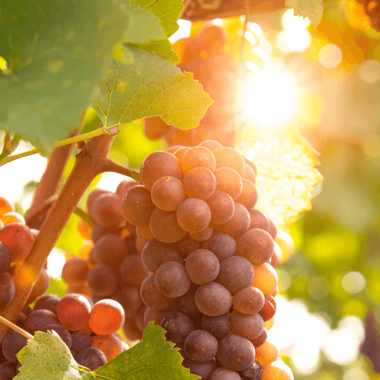 Table Grape Vine - Reliance (Seedless) Grow Organic