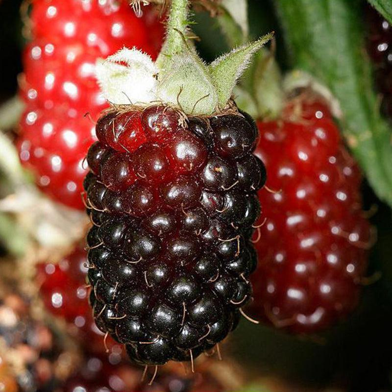 Boysenberry - Thornless Potted (Mix-and-match 4 potted berries for free shipping) Grow Organic