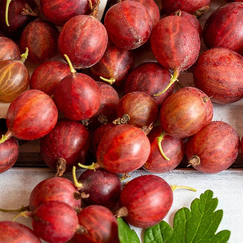 Hinnonmaki Red Gooseberry Grow Organic