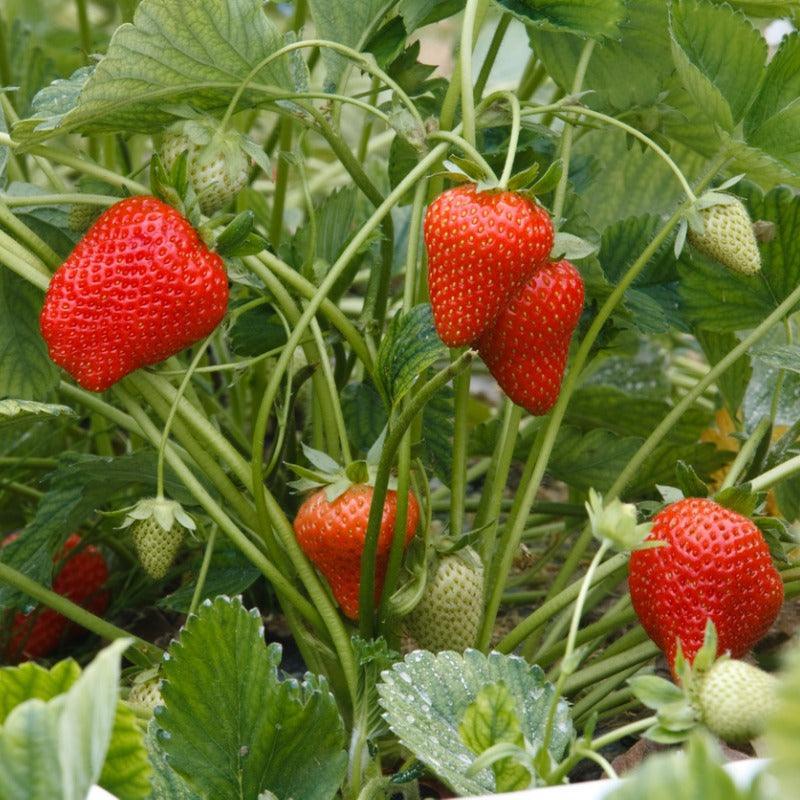 Allstar Strawberry Plants (Bundle of Approximately 25) Grow Organic