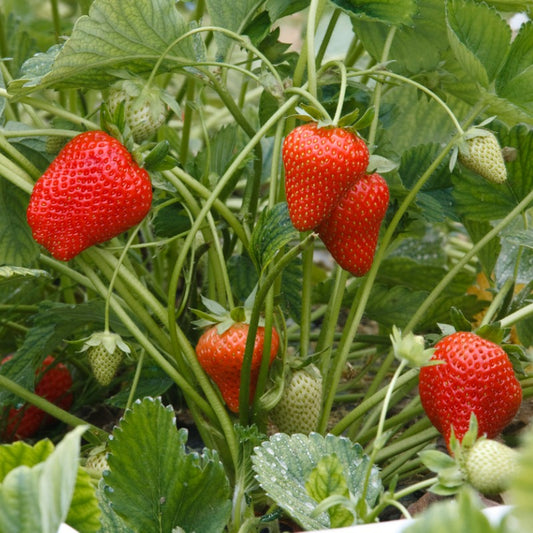 Allstar Strawberry Plants by the Box (1500) - Grow Organic Allstar Strawberry Plants by the Box (1500) Berries and Vines