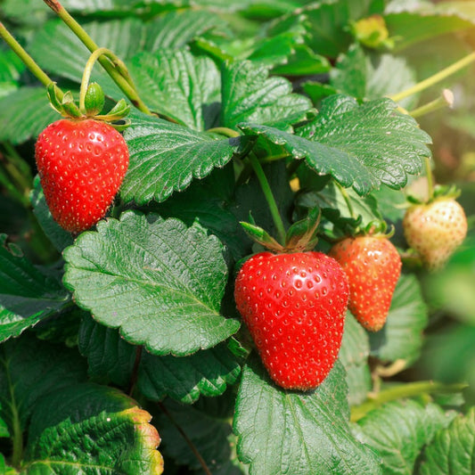 Eclair Strawberry Plants by the Box (1500) - Grow Organic Eclair Strawberry Plants by the Box (1500) Berries and Vines