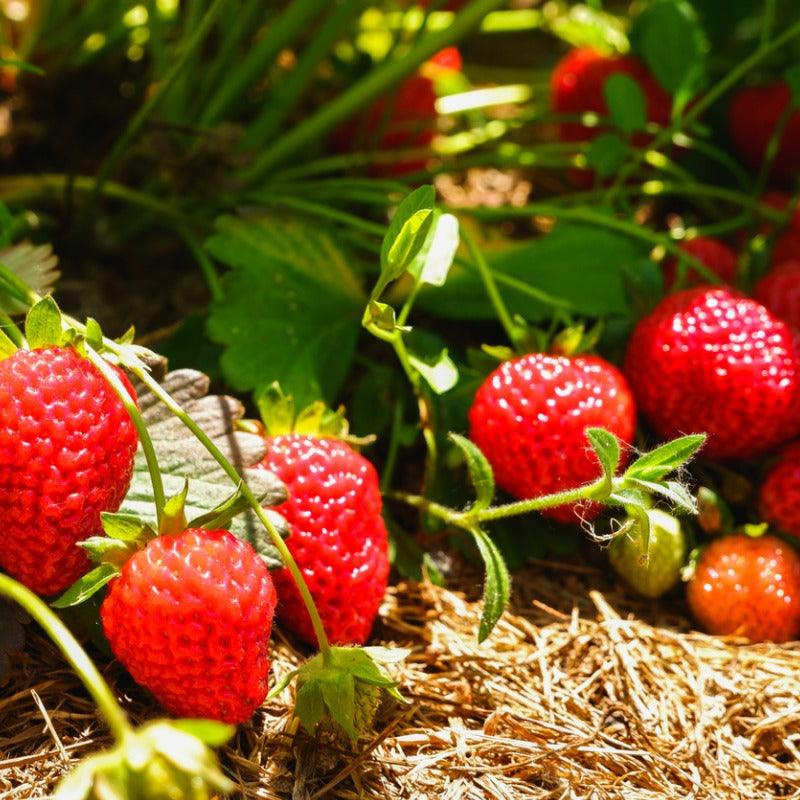 Eversweet Strawberry Plants by the Box (1500) PV Drop Ship