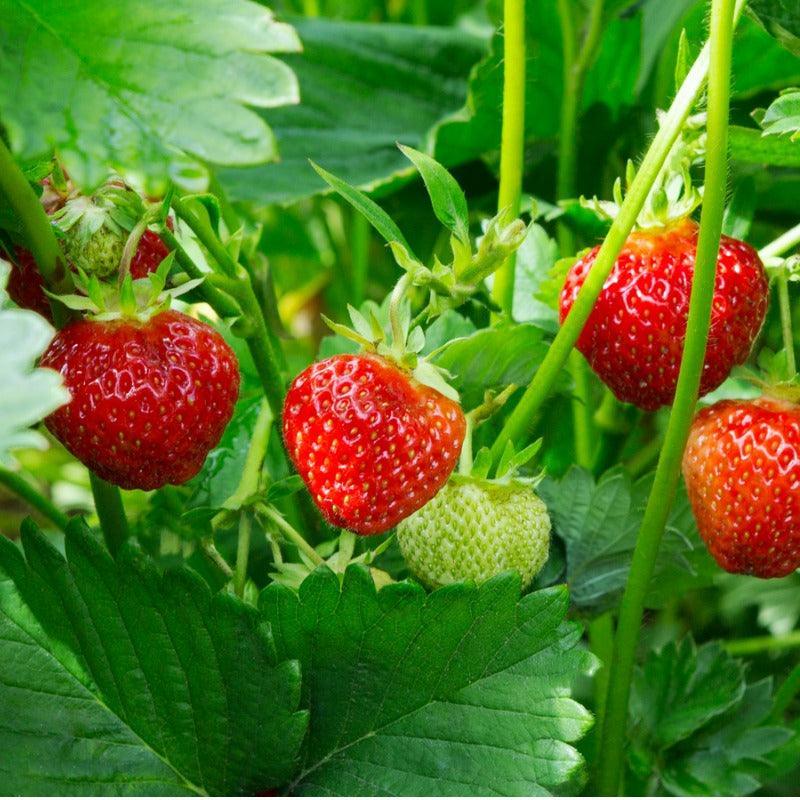 Fort Laramie Strawberry Plants (Bundle of Approximately 25) Grow Organic
