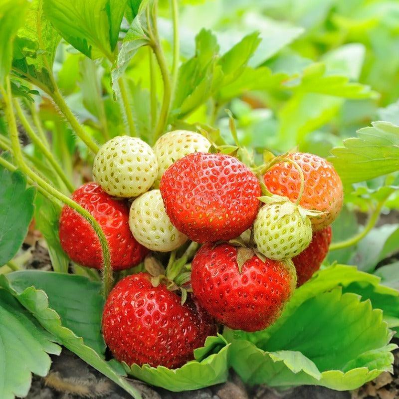 Honeoye Strawberry Plants (Bundle of Approximately 25) Grow Organic