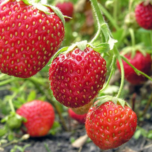 Ozark Beauty Strawberry Plants (Bundle of Approximately 25) Grow Organic