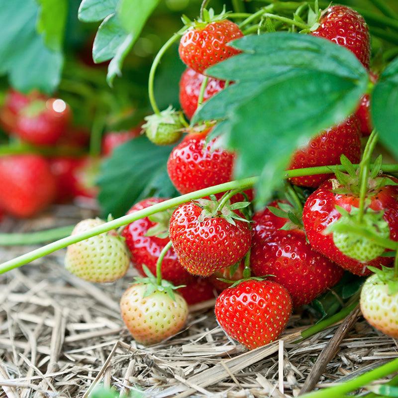 Quinault Strawberry Plants (Bundle of Approximately 25) Grow Organic
