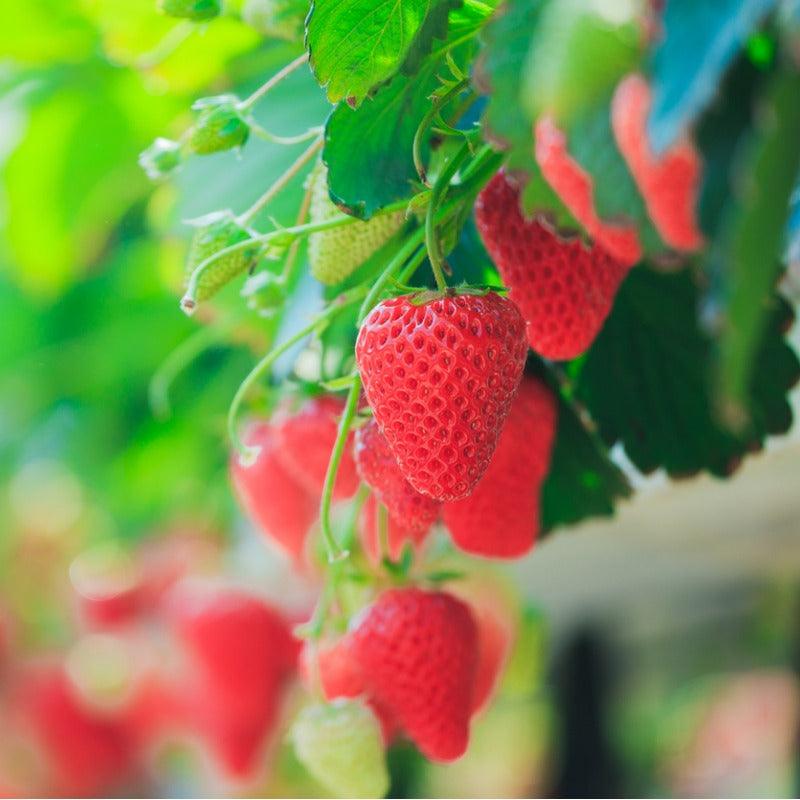 Seascape Strawberry Plants by the Box (1500) - Grow Organic Seascape Strawberry Plants by the Box (1500) Berries and Vines