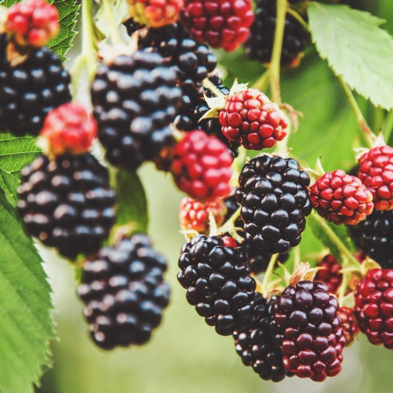 Organic Triple Crown Thornless Blackberry (1 Gallon) Grow Organic