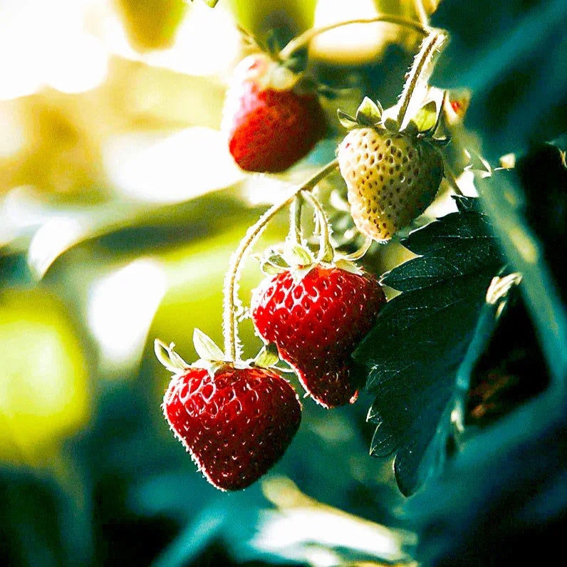 Organic San Andreas Strawberry Plants