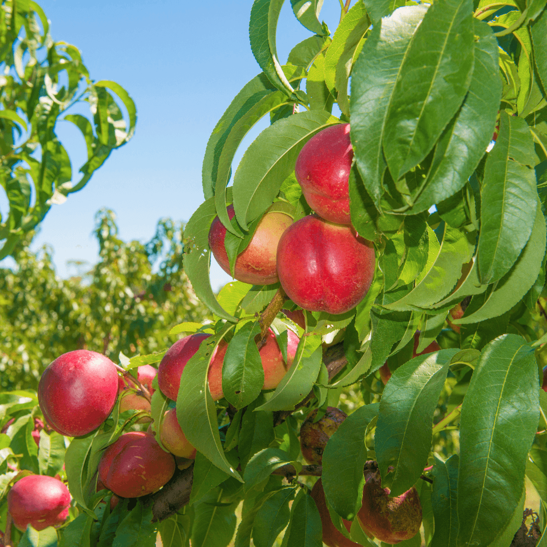 Fantasia Nectarine Tree Semi-Dwarf BareRoot Grow Organic