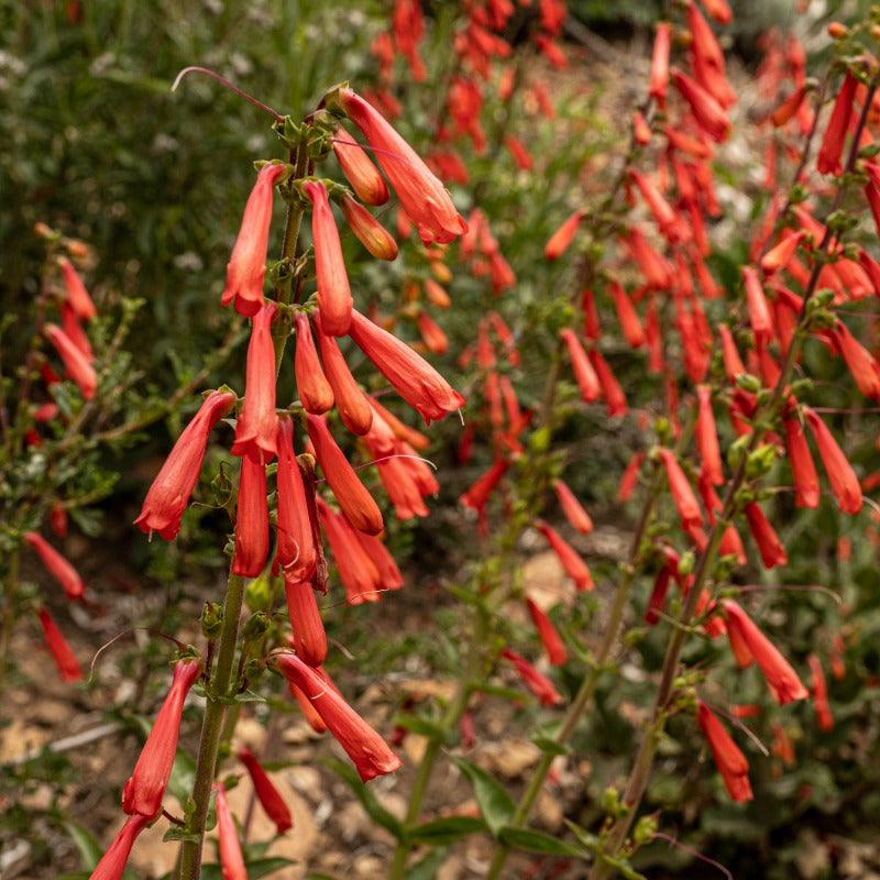 Firecracker Penstemon (1 gallon)