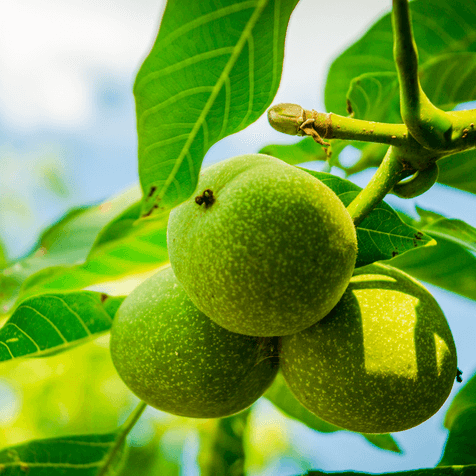 Franquette Walnut Tree Grow Organic