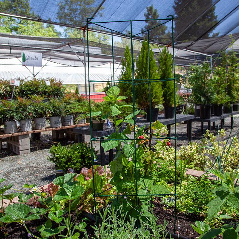 Triangle Folding Tomato Cage Grow Organic