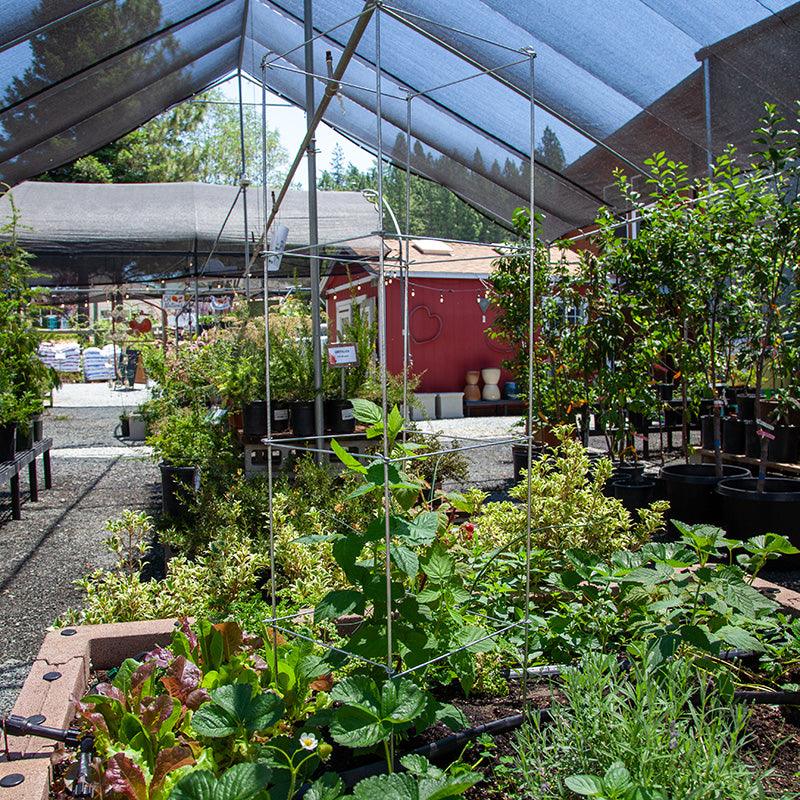 Square Folding Tomato Cage Grow Organic