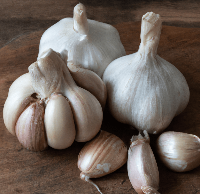 Organic German White Garlic (lb) Grow Organic