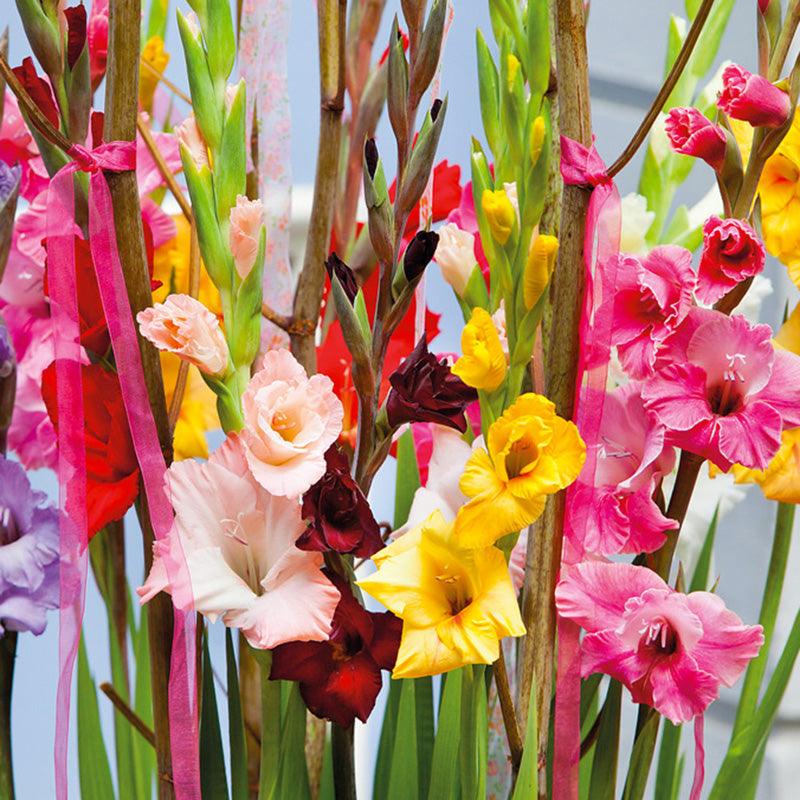 Gladiolus Large Flowering Blend (Pack of 30) Grow Organic