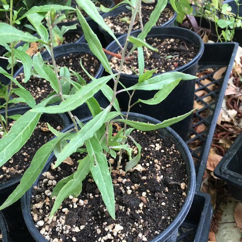 Organic Goji Berries (1 Gallon) Grow Organic