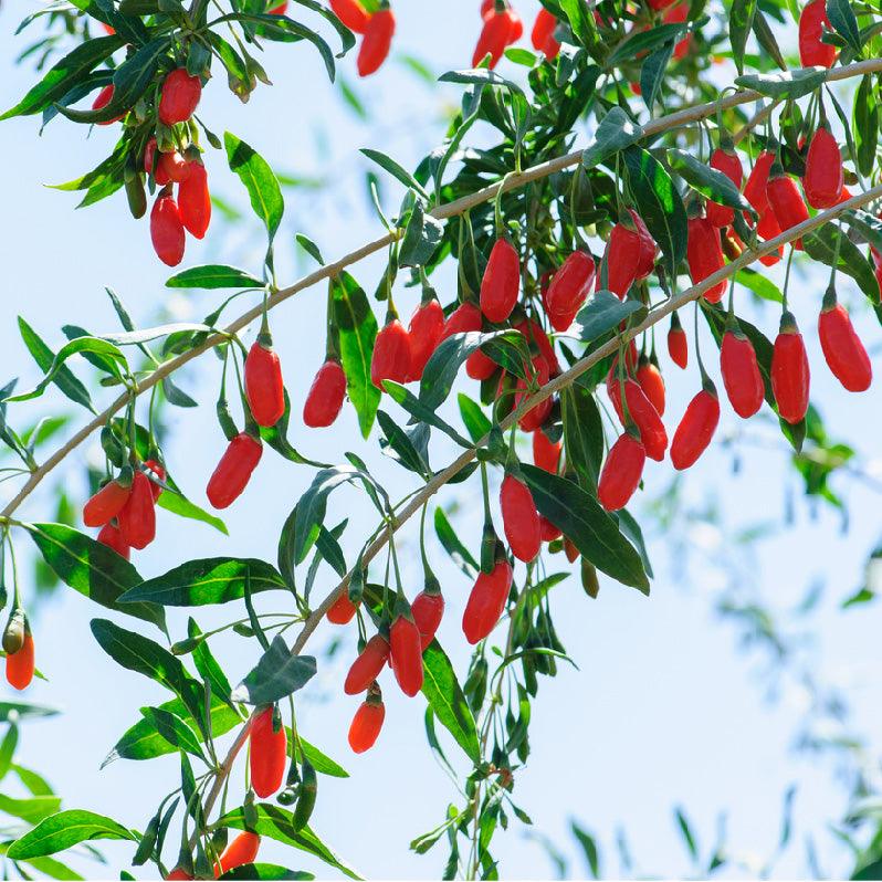 Organic Goji Berries (1 Gallon)