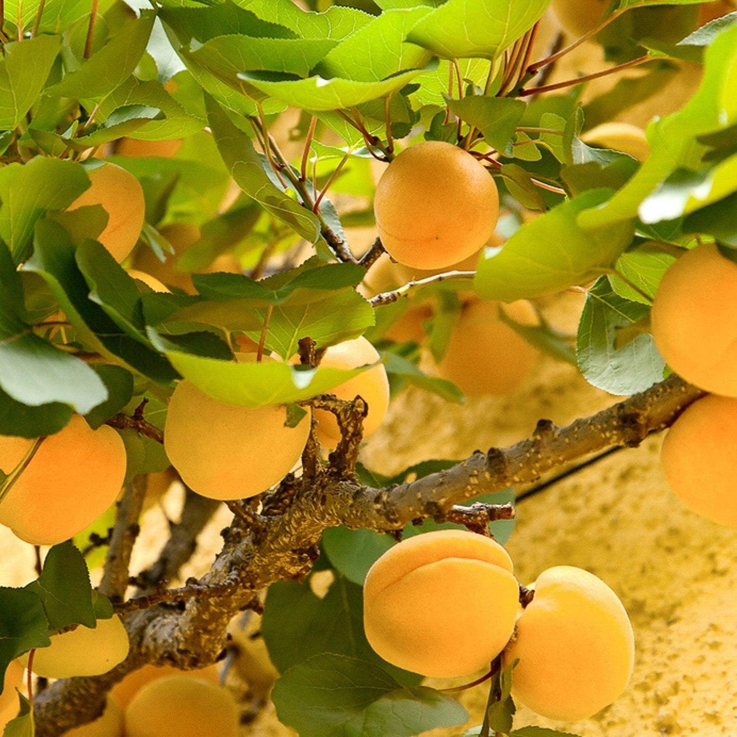 Gold Kist Apricot Tree Grow Organic