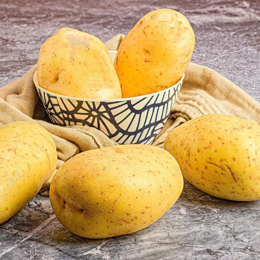 Grand Duke Potato (Organic) Grow Organic