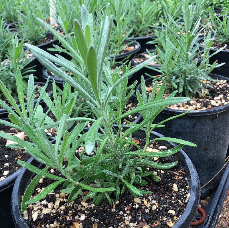 grosso lavender plants for sale near me Organic Fat Spike Grosso Lavender (1 Gallon)