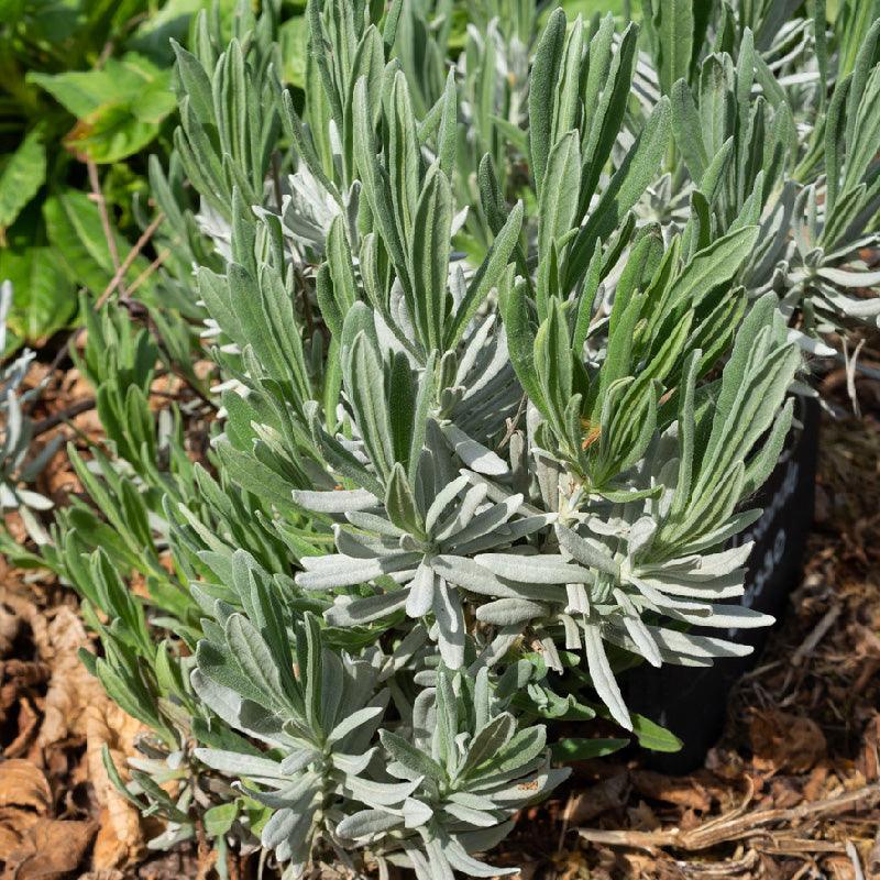 Organic Fat Spike Grosso Lavender (1 Gallon) Grow Organic