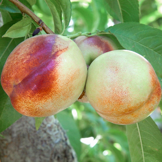 Heavenly White Nectarine Tree Grow Organic