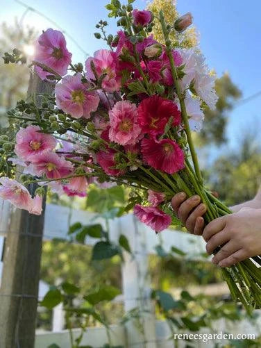 Indian Spring Hollyhock Renee's Garden