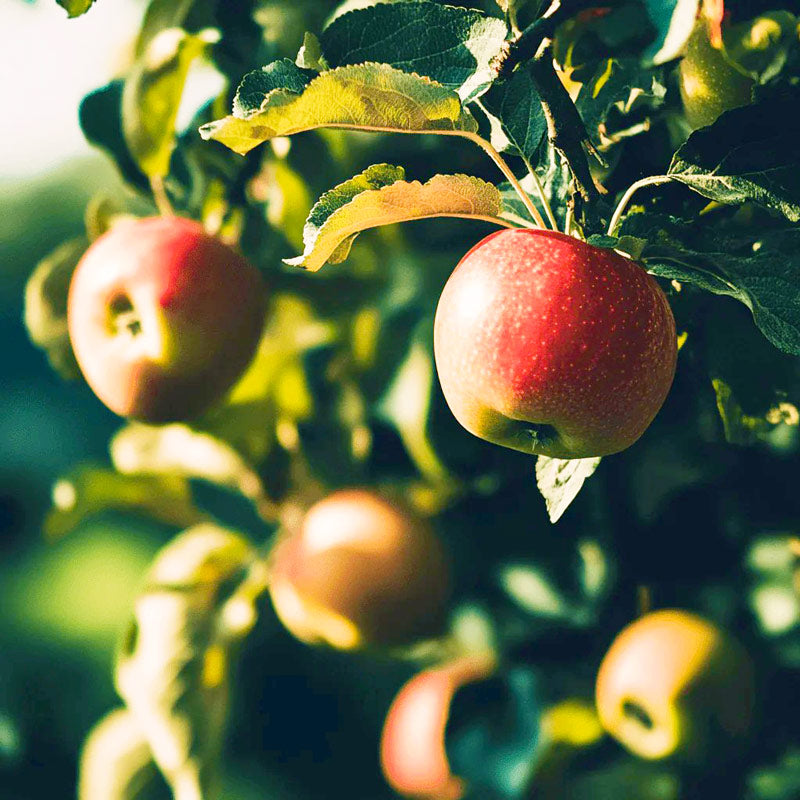 Honey Crisp Apple Tree Grow Organic