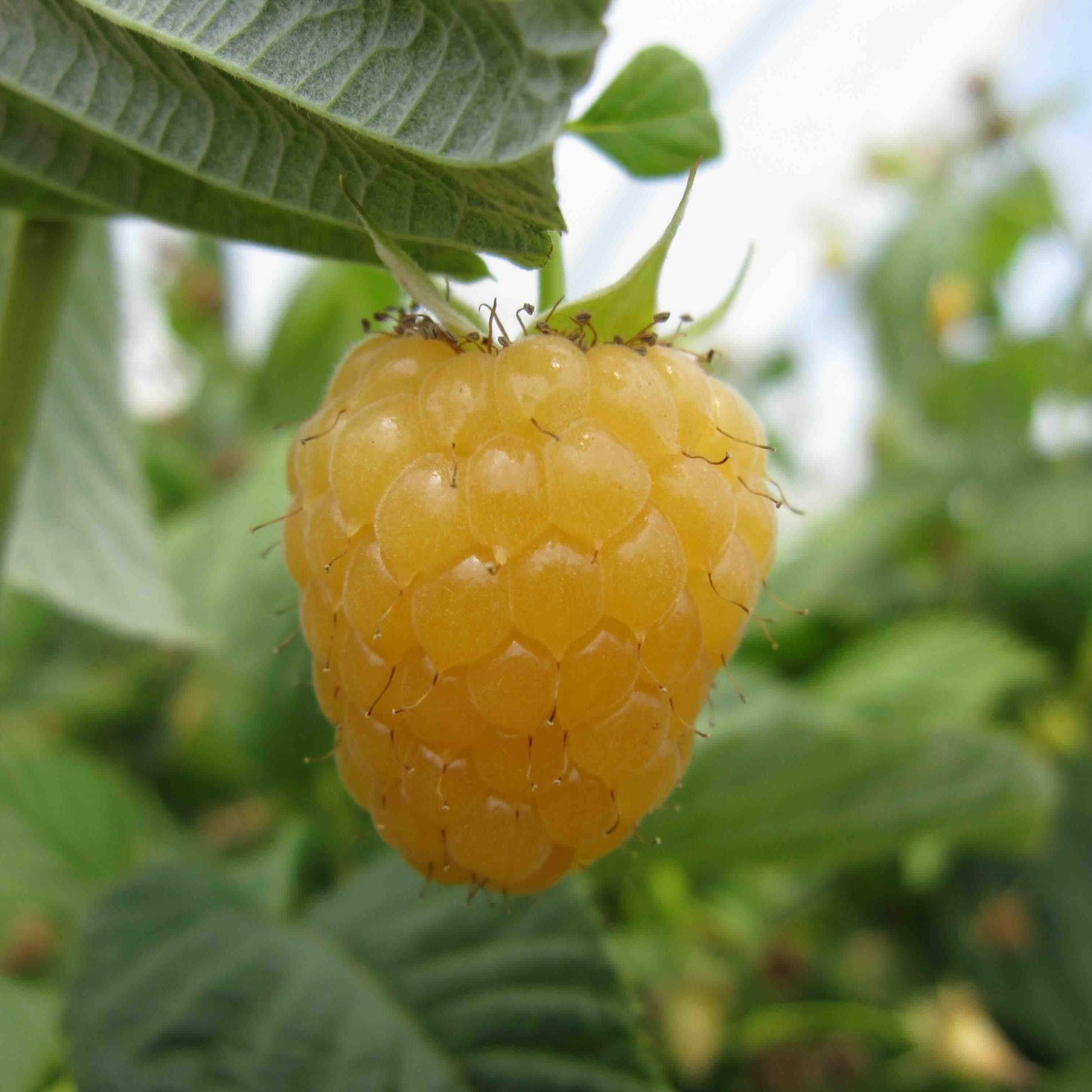 Organic Honey Jewel Raspberries (Bundle of 3) Grow Organic