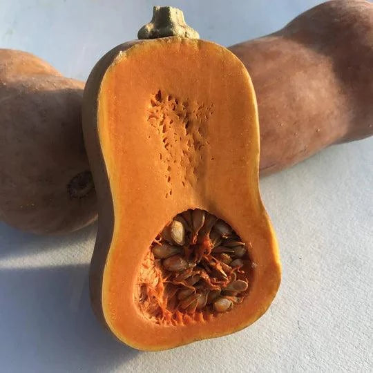 Honeynut Squash Hudson Valley Seed Company