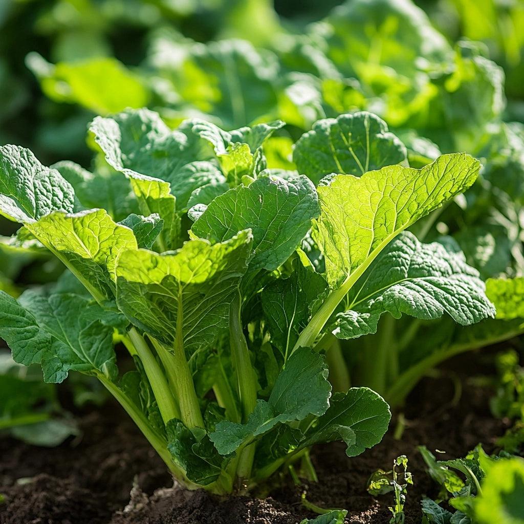 horseradish seeds for planting Organic Horseradish Root Cutting