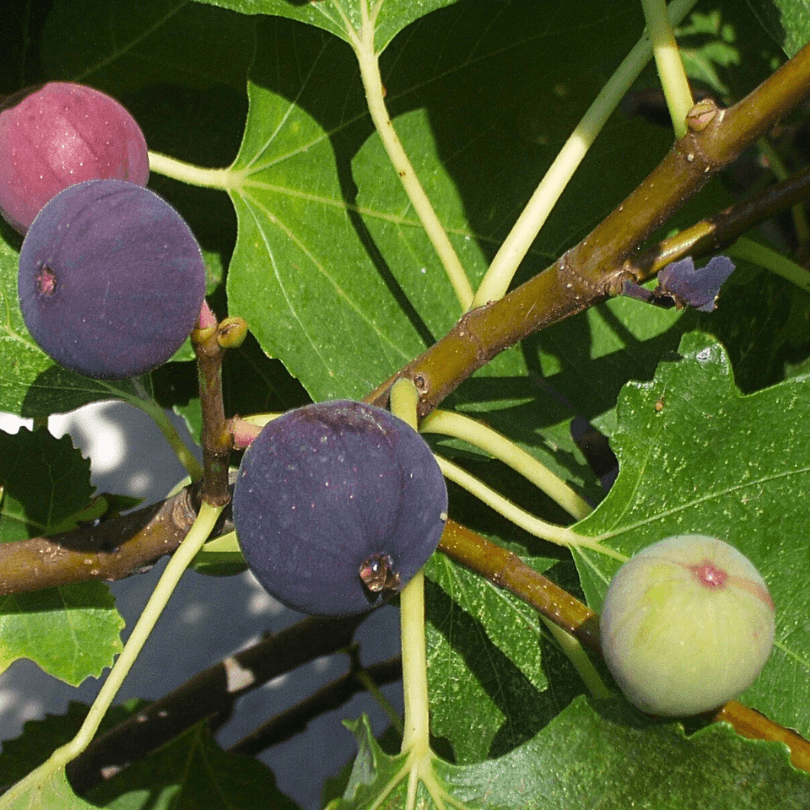 Improved Brown Turkey Fig Tree Grow Organic